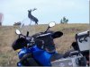 Elk Tag.jpg