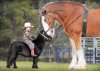Clydesdale3.jpg