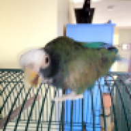 greg the pole