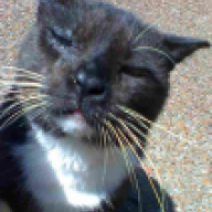 richarddacat