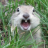 happy_gopher